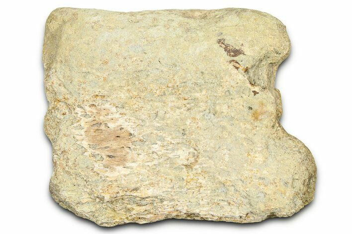 Dinosaur (Triceratops) Frill Shield Section - Wyoming #371527